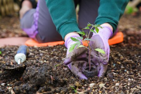 Use your garden to fight food prices